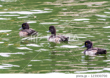Male tufted duck, Aythya fuligula, swim in the pond Male tufted duck, Aythya fuligula, swim in the pond 123930700