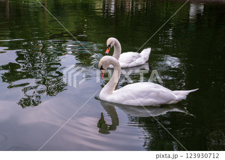 Two Graceful white Swans swimming in the lake, swans in the wild 123930712