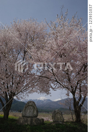 Cherry blossoms @Azumino Shinshu / 信州 安曇野の道祖神と桜 Cherry blossoms @Azumino Shinshu / 信州 安曇野の道祖神と桜 123931037