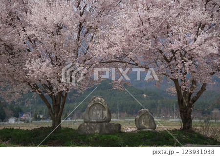 Cherry blossoms @Azumino Shinshu / 信州 安曇野の道祖神と桜 Cherry blossoms @Azumino Shinshu / 信州 安曇野の道祖神と桜 123931038