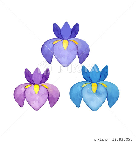 可愛いシンプルな水彩タッチの菖蒲のイラスト 123931056