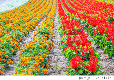 色とりどりの花が咲く花畑 123931417
