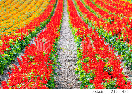 色とりどりの花が咲く花畑 123931420