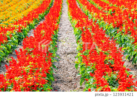 色とりどりの花が咲く花畑 色とりどりの花が咲く花畑 123931421