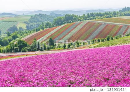 北海道美瑛町　美しい花模様が広がる初夏の四季彩の丘 123931424