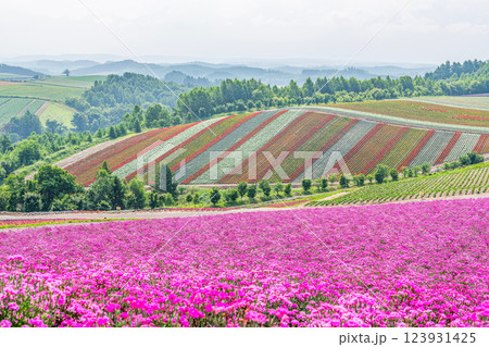 北海道美瑛町 美しい花模様が広がる初夏の四季彩の丘 北海道美瑛町 美しい花模様が広がる初夏の四季彩の丘 123931425