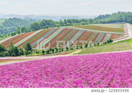 北海道美瑛町 美しい花模様が広がる初夏の四季彩の丘 北海道美瑛町 美しい花模様が広がる初夏の四季彩の丘 123931430