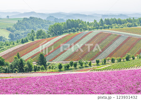 北海道美瑛町　美しい花模様が広がる初夏の四季彩の丘 123931432