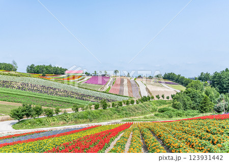 北海道美瑛町　美しい花模様が広がる初夏の四季彩の丘 123931442