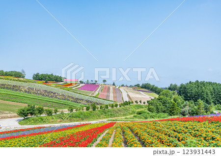 北海道美瑛町　美しい花模様が広がる初夏の四季彩の丘 123931443