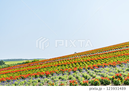 北海道美瑛町　美しい花模様が広がる初夏の四季彩の丘 123931489