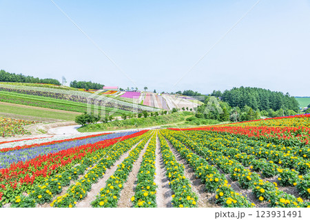 北海道美瑛町　美しい花模様が広がる初夏の四季彩の丘 123931491
