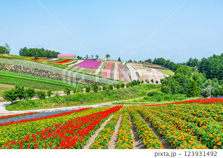 北海道美瑛町　美しい花模様が広がる初夏の四季彩の丘 123931492