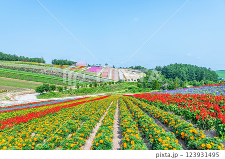 北海道美瑛町 美しい花模様が広がる初夏の四季彩の丘 北海道美瑛町 美しい花模様が広がる初夏の四季彩の丘 123931495
