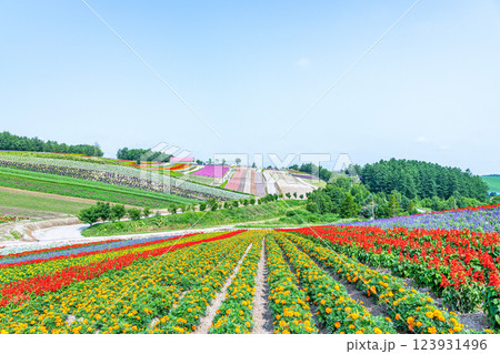 北海道美瑛町 美しい花模様が広がる初夏の四季彩の丘 北海道美瑛町 美しい花模様が広がる初夏の四季彩の丘 123931496