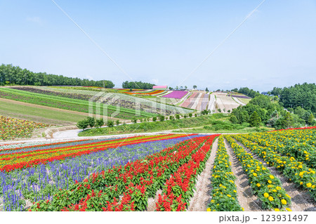 北海道美瑛町　美しい花模様が広がる初夏の四季彩の丘 123931497