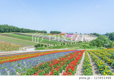 北海道美瑛町　美しい花模様が広がる初夏の四季彩の丘 123931498