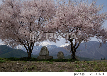 Cherry blossoms @Azumino Shinshu / 信州 安曇野の道祖神と桜 123931691