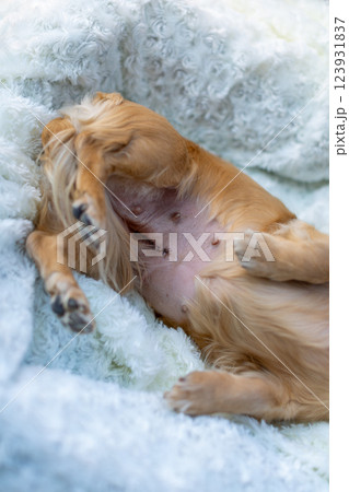 犬の帝王切開の傷 抜糸 犬の帝王切開の傷 抜糸 123931837