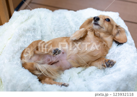 犬の帝王切開の傷 抜糸 犬の帝王切開の傷 抜糸 123932118