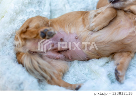 犬の帝王切開の傷 抜糸 犬の帝王切開の傷 抜糸 123932119
