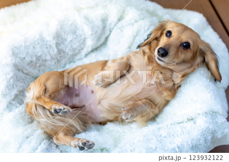 犬の帝王切開の傷　抜糸 123932122