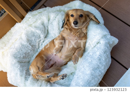 犬の帝王切開の傷 抜糸 犬の帝王切開の傷 抜糸 123932123