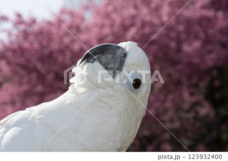 オウム タイハクオウム cockatoo 鳥 桜 河津桜 オウム タイハクオウム cockatoo 鳥 桜 河津桜 123932400