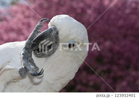 オウム　タイハクオウム　cockatoo　鳥　桜　河津桜 123932401
