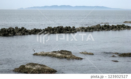 日本海と粟島とウミネコ 123932527