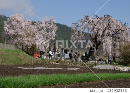 Cherry trees at graveyard @Azumino / お墓を守る桜の巨木たち Cherry trees at graveyard @Azumino / お墓を守る桜の巨木たち 123932558