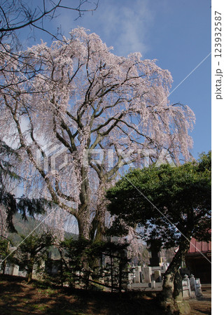 Cherry trees at graveyard @Azumino / お墓を守るしだれ桜の巨木 123932587