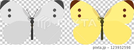 白菜蝴蝶和白菜蝴蝶的插圖 123932598