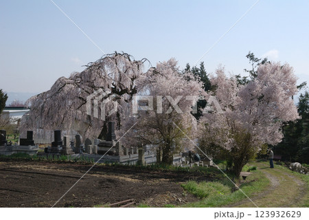 Cherry trees at graveyard @Azumino / お墓を守る桜の大木たち 123932629