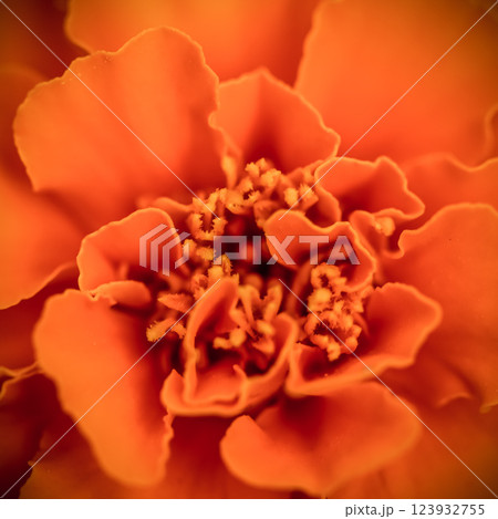 Close up beautiful Marigold flower. Cute orange flowers. High quality photo Close up beautiful Marigold flower. Cute orange flowers. High quality photo 123932755
