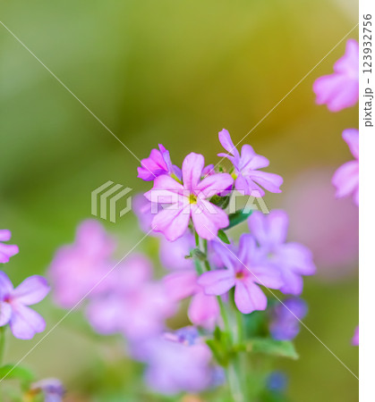 Small purple Erinus alpinus flowers. Floral background. High quality photo 123932756