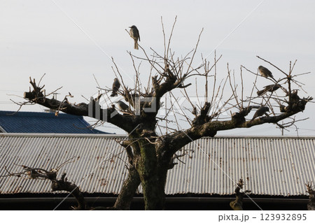 ヒヨドリの食害 123932895