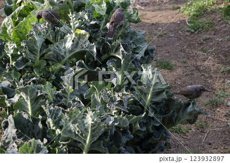 ヒヨドリの食害 123932897