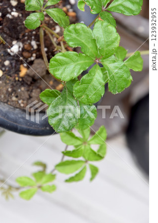 Parthenocissus sugarvine leaves / シュガーバインの新芽-接写アップ Parthenocissus sugarvine leaves / シュガーバインの新芽-接写アップ 123932955