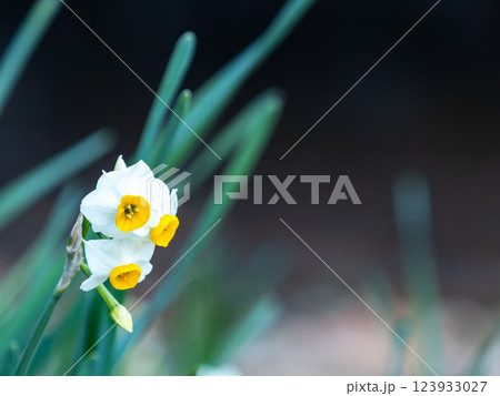 冬を彩る満開のフサザキスイセンの白い花 123933027