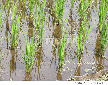 田植え(水田)1 田植え(水田)1 123933218