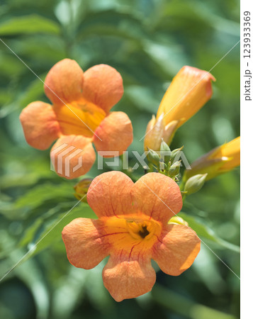 花 フラワー お花 123933369