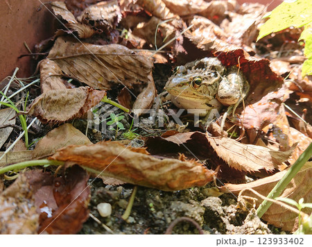 A frog awaken from hibernation / 冬眠から覚めたトノサマガエル A frog awaken from hibernation / 冬眠から覚めたトノサマガエル 123933402