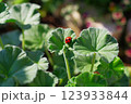 てんとう虫　アルケミラモリス 123933844