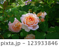 アンブリッチローズ 123933846