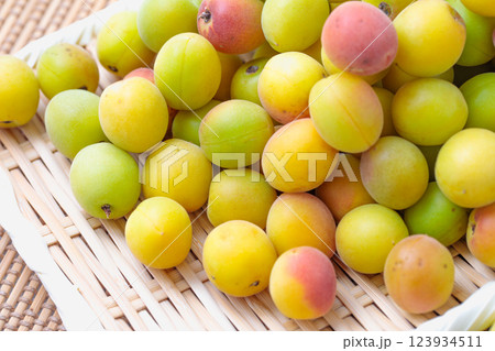 熟した小梅の実 熟した小梅の実 123934511