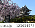 東別院の桜 123934572