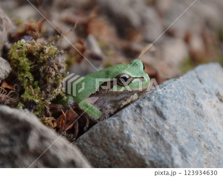 A frog awaken from hibernation / 冬眠から覚めたアマガエルのアップ A frog awaken from hibernation / 冬眠から覚めたアマガエルのアップ 123934630