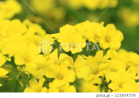 満開のカタバミ(大黄花かたばみ) 満開のカタバミ(大黄花かたばみ) 123934759