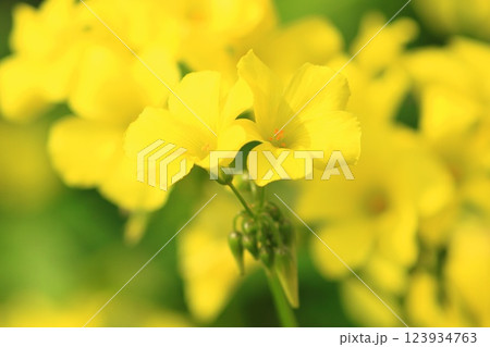 満開のカタバミ（大黄花かたばみ） 123934763